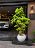 84 Inch Artificial Bonsai Plant by HM Decor