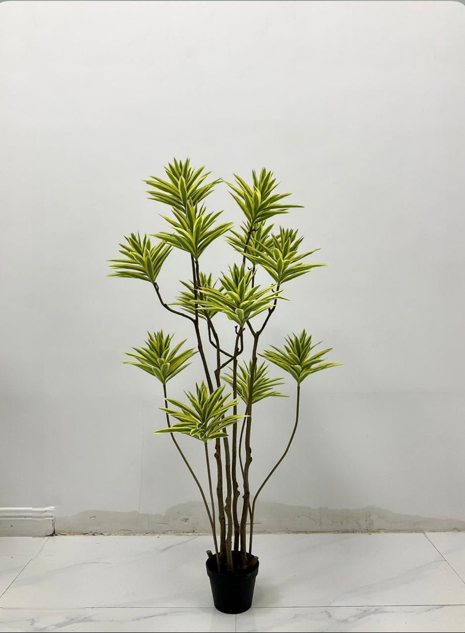 Cactus Snake Plant 55 inch - Variegated