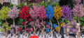 Star Faux Plant 65 inch - Multiple Colors