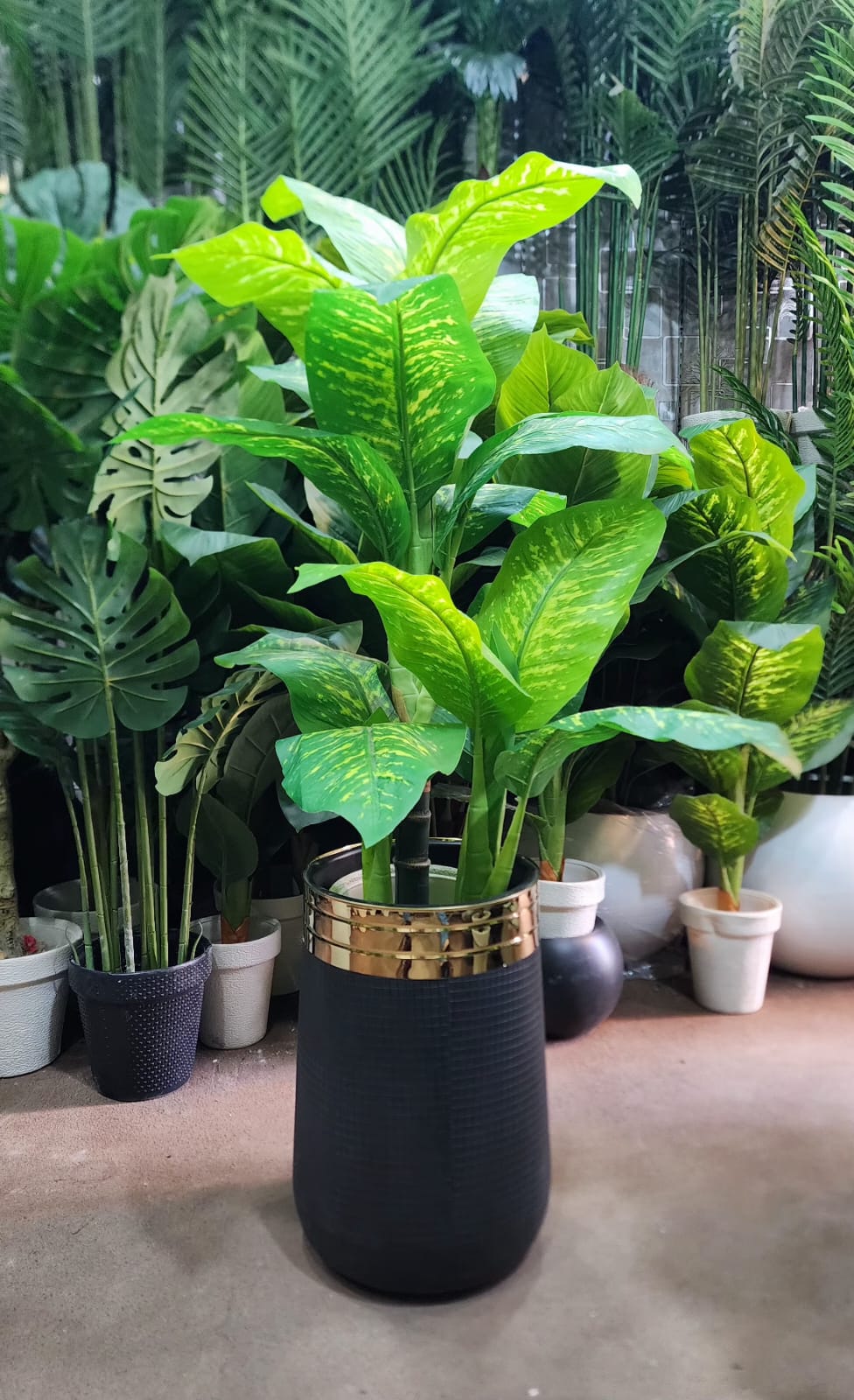 Banana Plant in White Gold Rim Pot