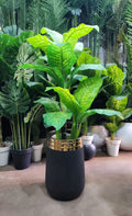 Banana Plant in White Gold Rim Pot