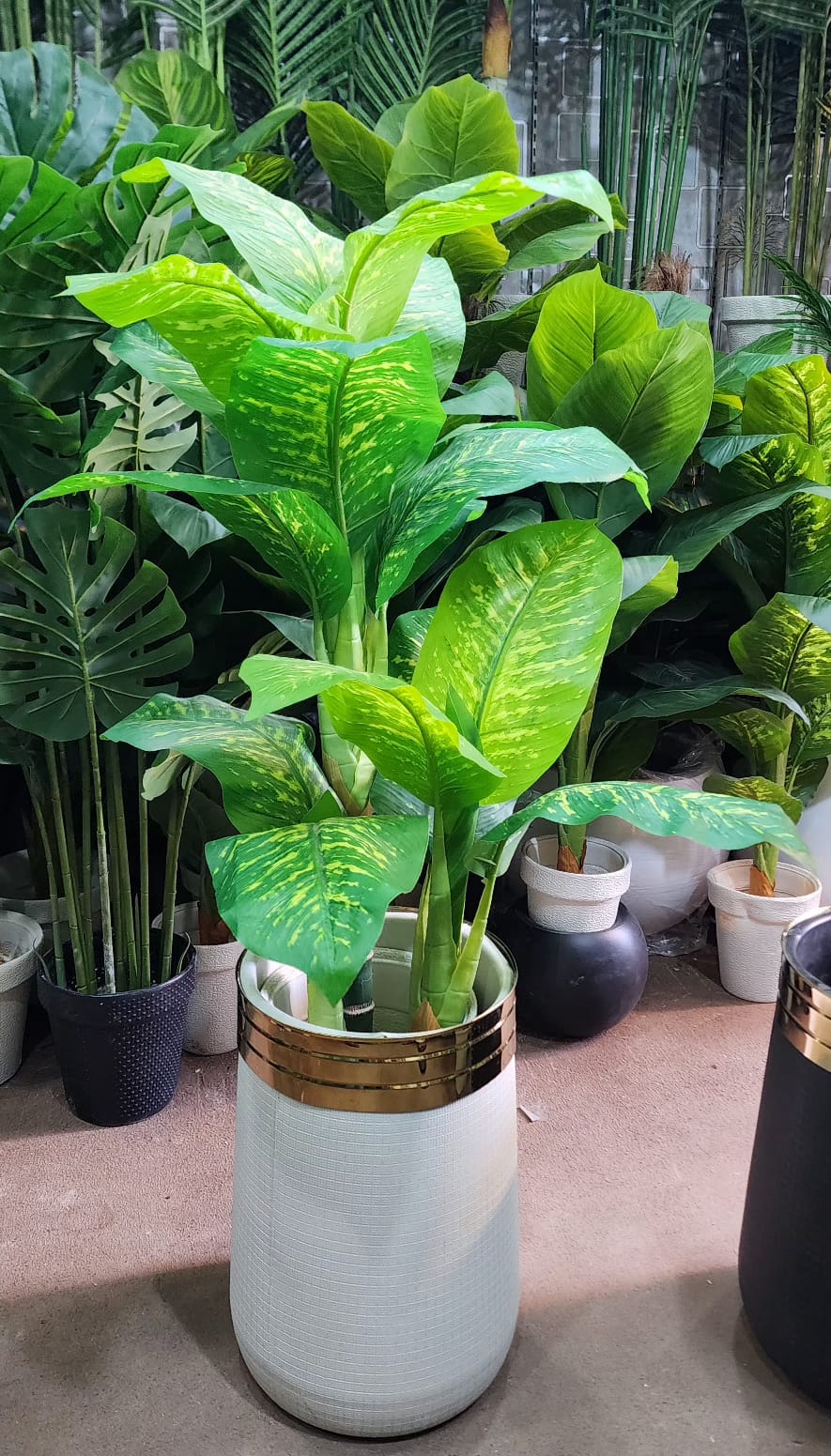 Banana Plant in Black Gold Rim Pot