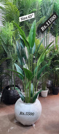 63 inch Artificial Bird of Paradise Plant with white round decorative pot – HM Decor