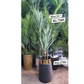 Artificial Yucca Plant styled in modern living room with black gold planter