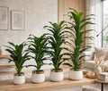 Artificial Dracaena Plant in White and Gold Ceramic Pot – 4 Sizes