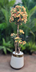Artificial rose topiary tree 55 inch in white gold pot