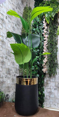 Banana Plant in black and gold textured pot