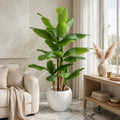 Large artificial banana leaf tree with twin trunks styled in a bright luxury living room with white pot