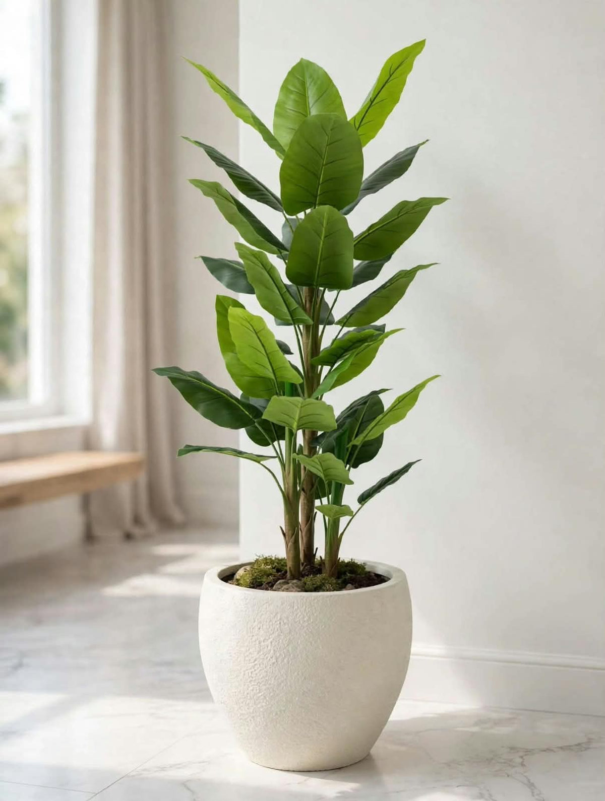 Tall green leafy plant pictured in a white pot; pot not included