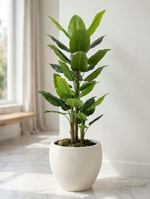 Tall green leafy plant pictured in a white pot; pot not included