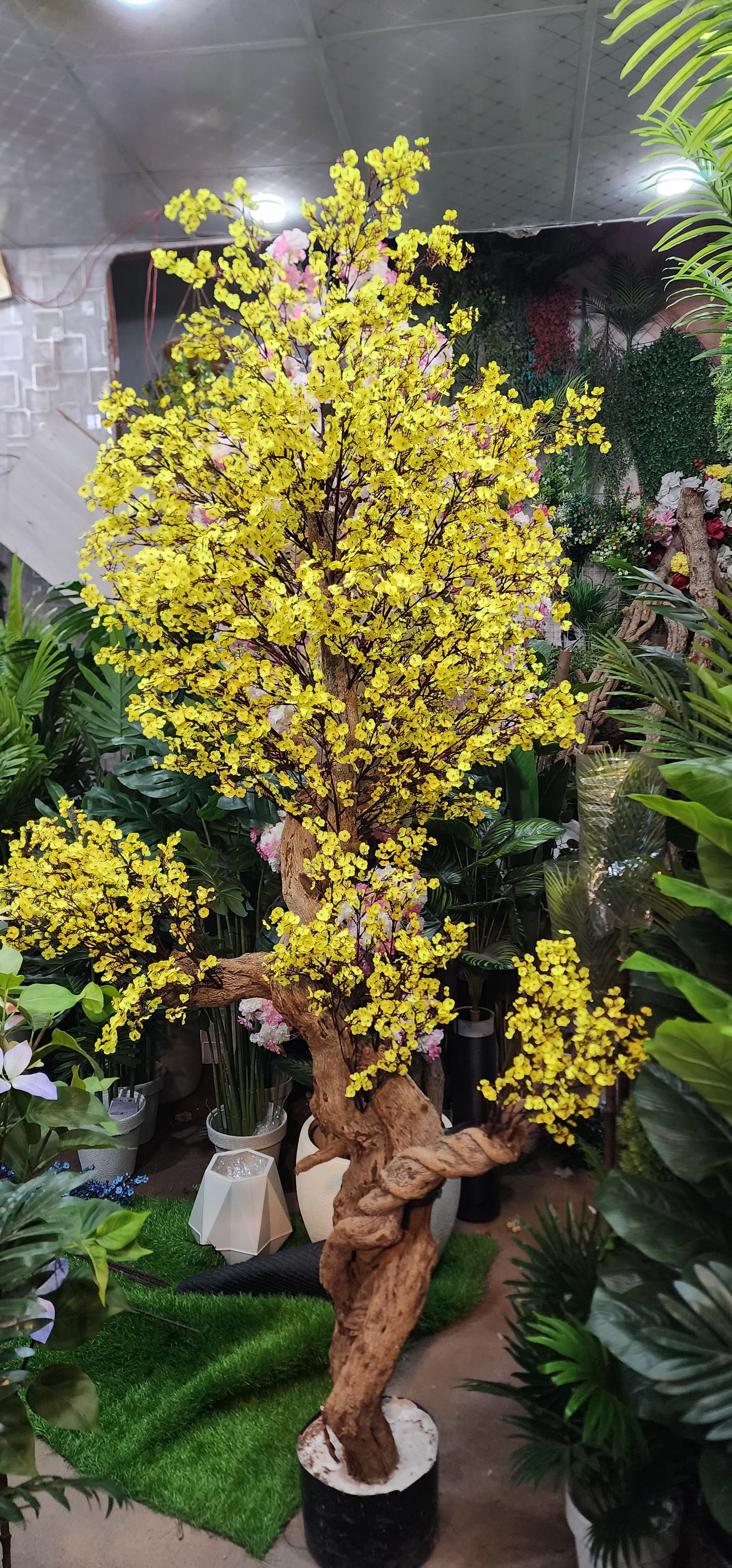 Star Plant
