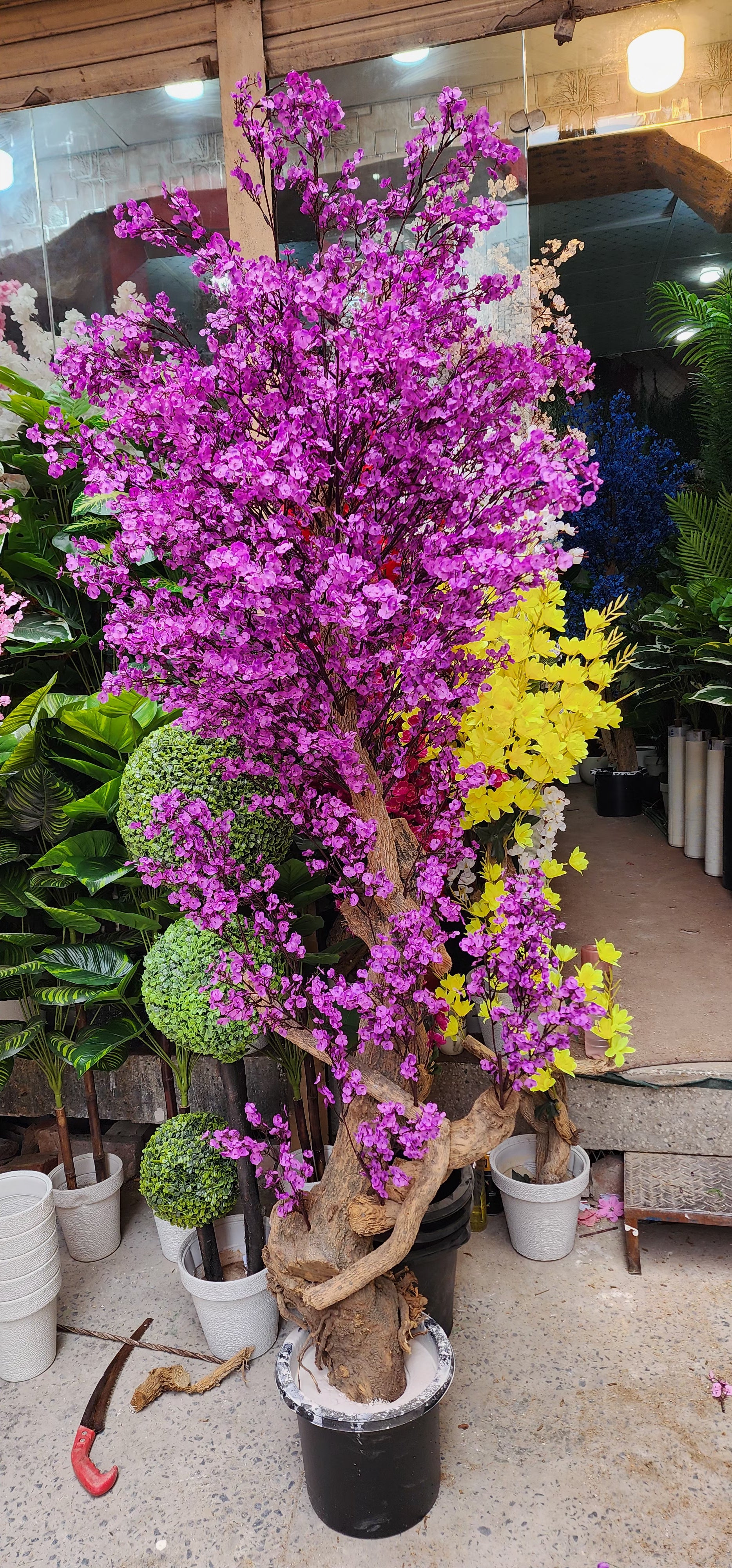 Star Plant